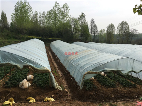 信陽(yáng)種苗種植